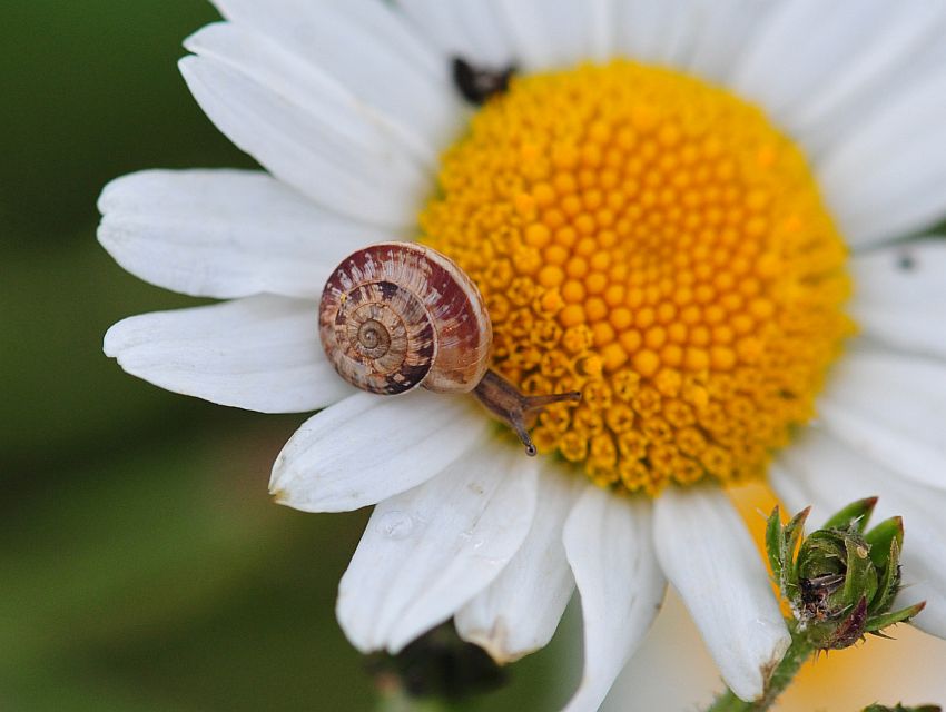 La vita in un fiore: terza parte